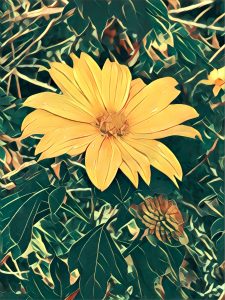 A photo of a yellow flower with a Prisma filter applied called "Dreams"