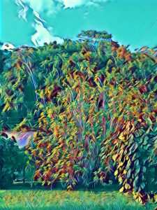 a colorful photo of my front yard with a Prisma filter called servers.com applied